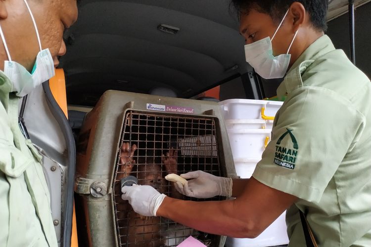 Anak orangutan yang bwrhasil diselamatkan dari upaya penyelundupan, dititipkan BKSDA Bali kepada Taman Safari - Bali. Anak orangutan ini dititipkan di Bali Safari katena memiliki fasilitas dan SDM yang lebih memadai