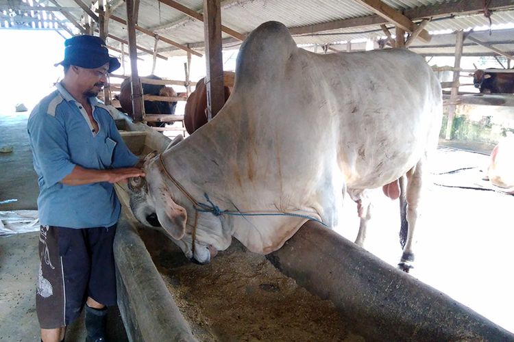 Salah seorang pekerja di peternakan milik Muhammad Sholeh, saat sedang memeriksa perkembangan sapi.