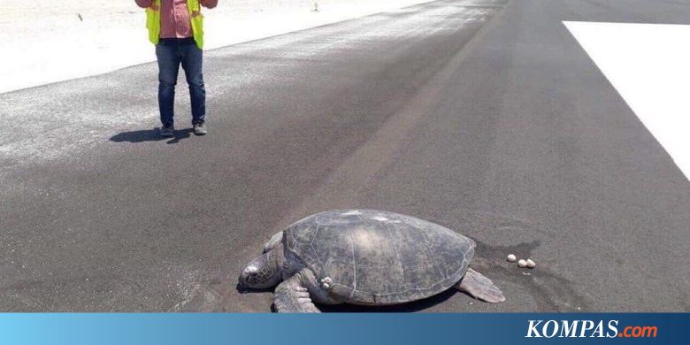 Ingin Bertelur, Sarang Penyu Ini Sudah Berubah Jadi Landasan Pacu Pesawat