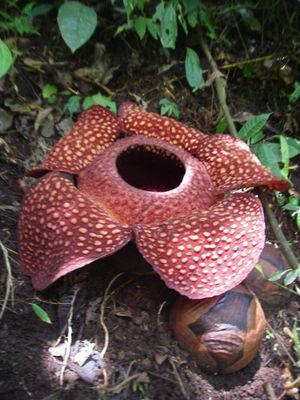 Sebuah bunga Rafflesia Arnoldii di Bengkulu.