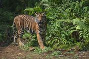 Tim Gabungan Terus Cari Harimau yang Bunuh Wanita Pekerja Sawit di Riau