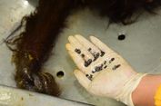 Petugas Hanya Bisa Keluarkan 48 Peluru dari Tubuh Orangutan di Kaltim