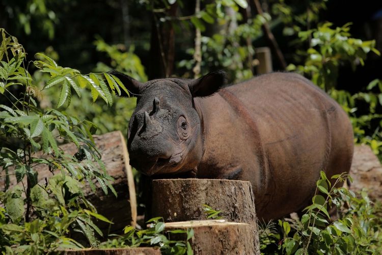 Harapan, Badak sumatera jantan saat berada di sekitar kandangnya di Taman Nasional Way Kambas (TNWK), Lampung Timur, Provinsi Lampung, Senin (20/3/2017). Kepulangan badak Harapan dari Kebun Binatang dan Taman Botani Cincinnati, Amerika Serikat tahun 2015, ke habitat aslinya di Sumatera, Indonesia, ini diharapkan dapat memberikan kelestarian dan upaya sukses konservasi badak sumatera.