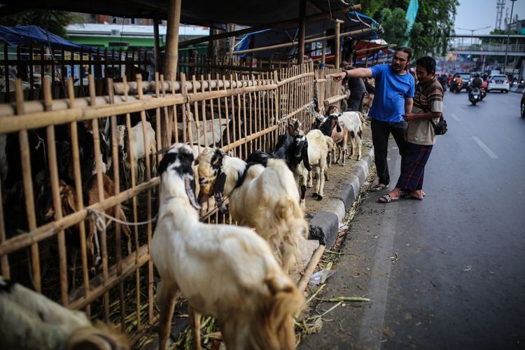 Pedagang kambing menjajakkan hewan kurban di trotoar Jalan KH Mas Mansyur, Tanah Abang, Jakarta Pusat, Kamis (31/8/2017). Meskipun telah dilarang oleh Pemerintah Provinsi DKI Jakarta untuk berjualan hewan kurban di atas trotoar, sejumlah pedagang masih terlihat menjajakannya di pinggir jalan dengan harga bervariasi mulai dari Rp 1,5 juta hingga Rp 8 juta.