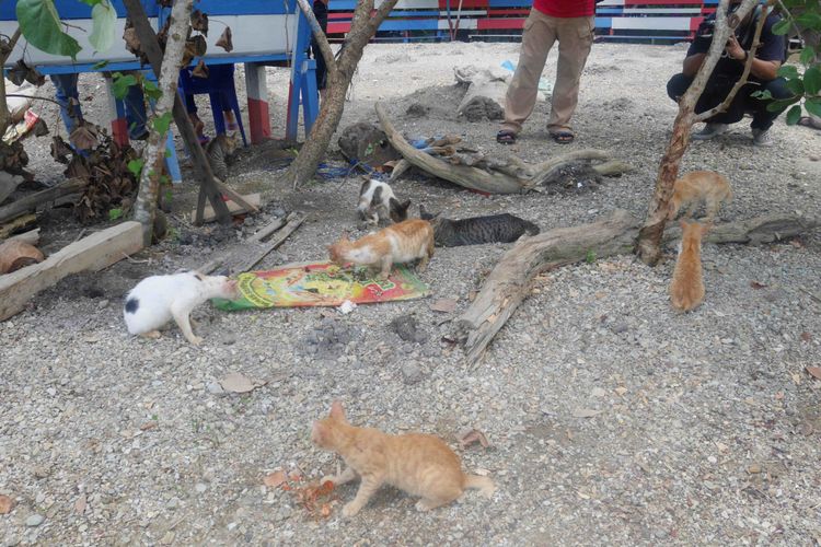 Kucing-kucing yang ada di Pulau Kucing yang merupakan salah satu obyek wisata di Desa Fukweu, Kecamatan Sanana Utara, Kepulauan Sula, Maluku Utara, Sabtu (14/4/2018).