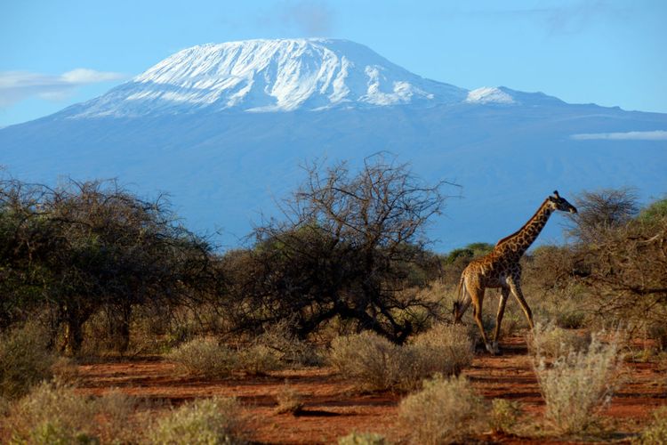 Gunung Kilimanjaro dilihat dari Amboseli National Park, Kenya.