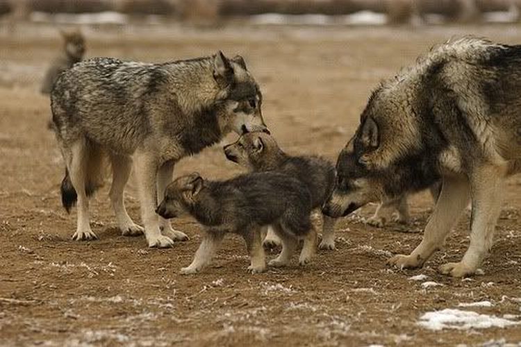 Keluarga inti serigala tengah mengasuh anaknya