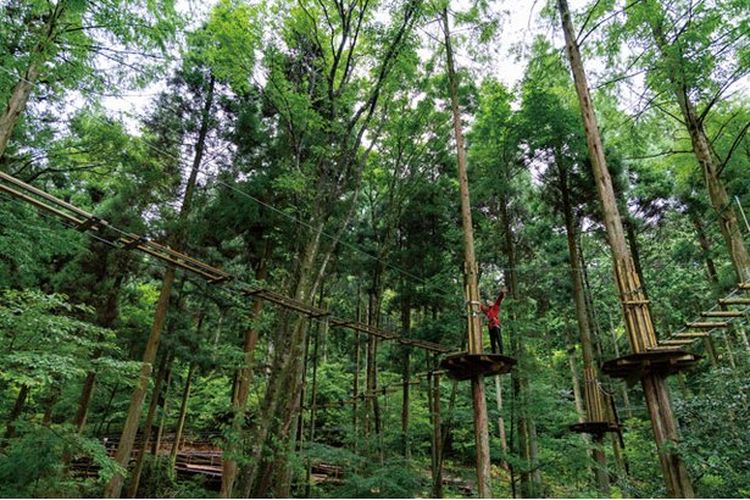 Forest Adventure Beppu