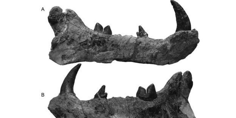Fosil gigi dari spesies baru singa raksasa.