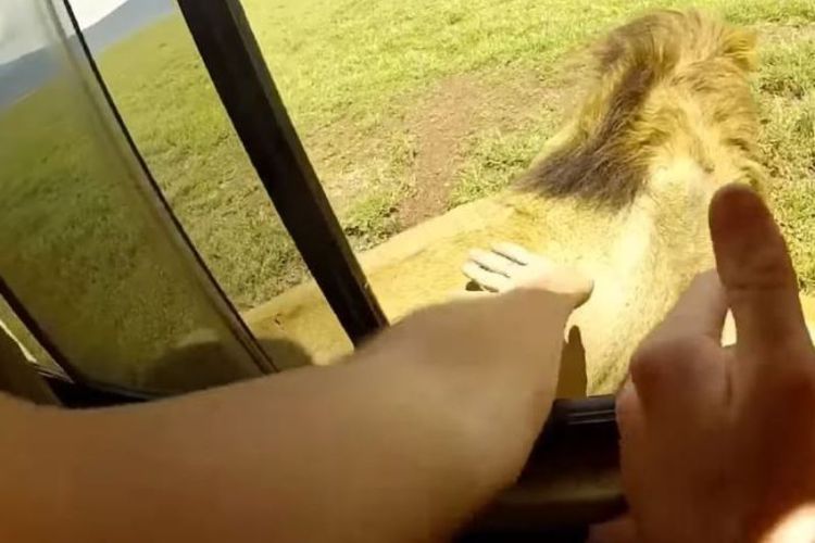 Cuplikan rekaman video aksi turis di Afrika Selatan menepuk punggung singa jantan liar. (YouTube/Wildlife Sightings)
