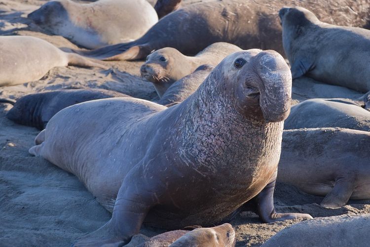  Diserbu 100 an Gajah Laut Satu Pantai di California Ditutup