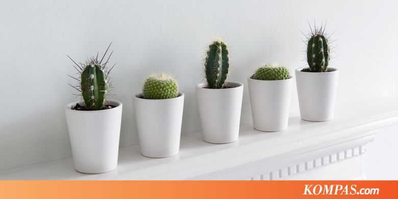 Lima Cara Menjaga Tanaman Hias Anda Hidup