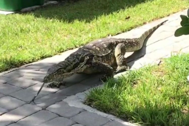 Biawak sepanjang dua meter meneror keluarga Florida. Ia masih dalam pencarian hingga saat ini.