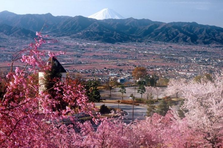 pemandangan bunga persik dan sakura serta Gunung Fuji di daerah Yamanashi 