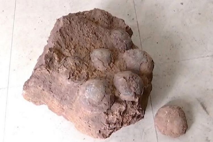 Tumpukan telur dinosaurus yang telah menjadi fosil ditemukan oleh empat mahasiswa China saat sedang berjalan-jalan di Pingxiang, provinsi Jiangxi, pada 11 Mei lalu.