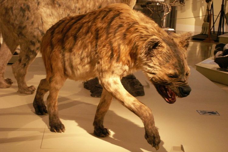 Rekonstruksi hyena raksasa di Hungarian Natural History Museum