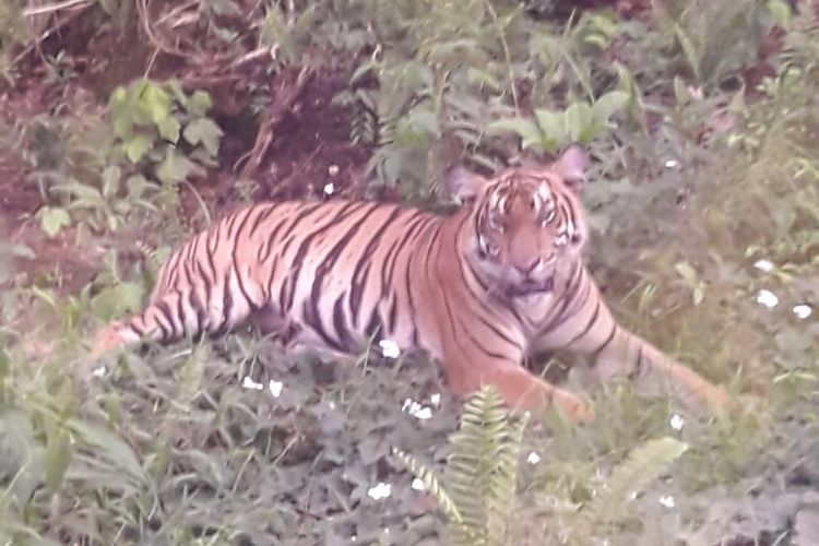 Seekor harimau sumatera yang terpantau beberapa waktu lalu oleh tim BBKSDA Riau di kawasan kebun akasia PT RIA sebelum salah satu karyawan bernama M Amri tewas diterkam harimau sumatera pada Kamis (23/5/2019) lalu. 