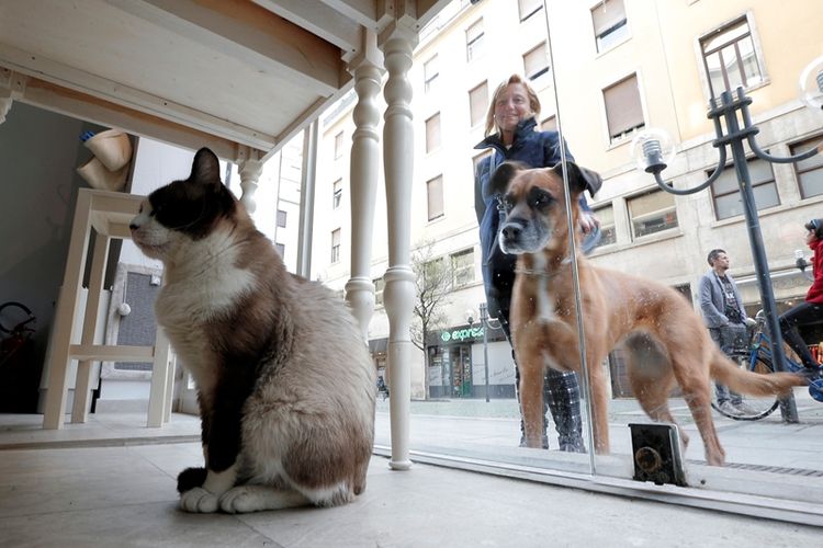 Seekor anjing melihat kucing yang duduk di dalam Miagola Cafe di Turin, pada 22 Maret 2014. (AFP/Marco Bertorello)
