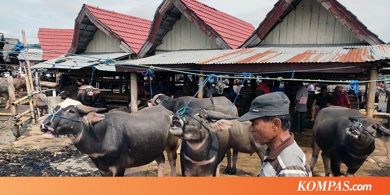  Pasar  Bolu dan Transaksi  Jual  Beli  Kerbau di  Toraja 