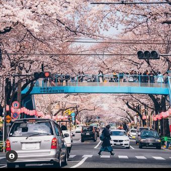 Seorang pejalan kaki tengah menyeberang di salah satu ruas jalan di Tokyo, Jepang. Pada foto terlihat meski sudah ada JPO, penyeberangan model zebra cross tetap disediakan untuk memudahkan pejalan kaki menyeberang.