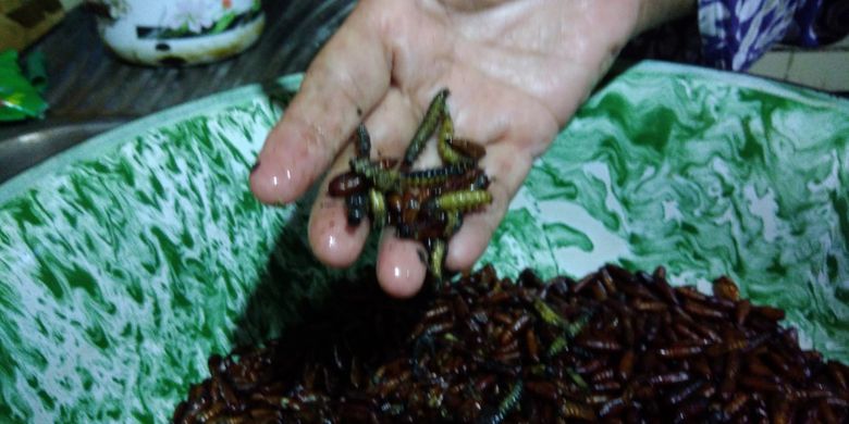 Kuliner ulat dan kepompong pohon jati yang dikonsumsi Warga Gunungkidul, Yogyakarta, menjadi sajian menarik bagi wisatawan. 