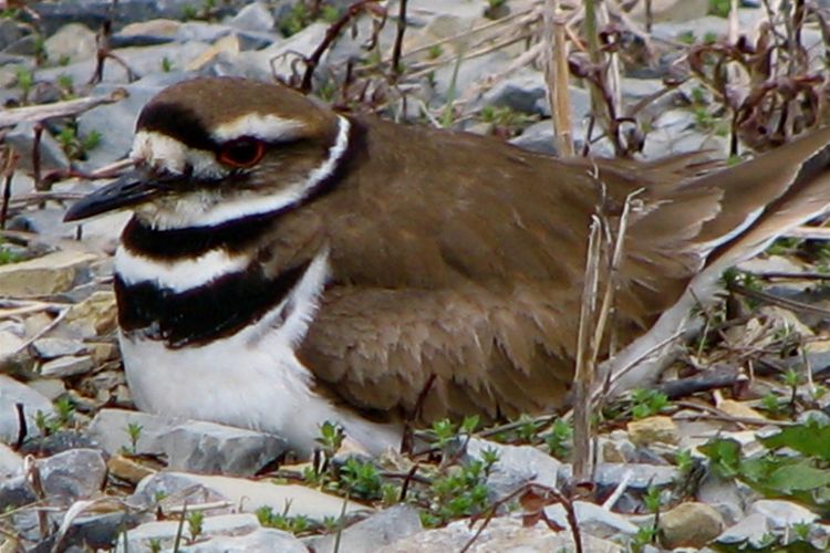 Killdeer