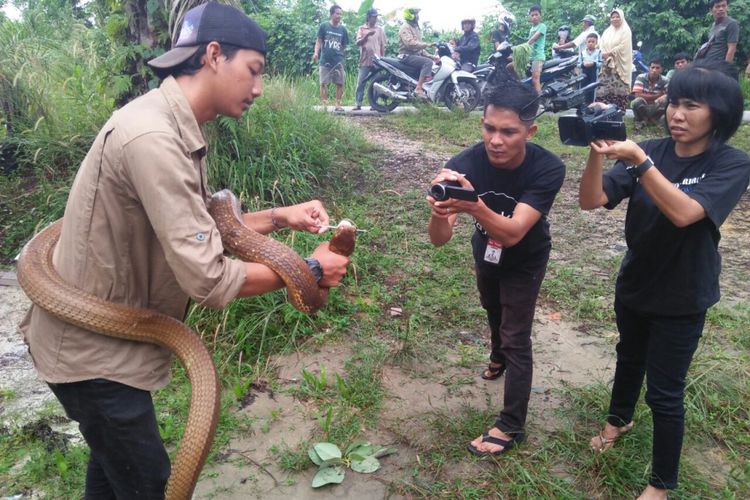 Amar saat melihatkan taring king kobra yang dipeliharanya sejak awal januari 2018 di rumahnya jalan umban sari kecamatan rumbai pekanbaru