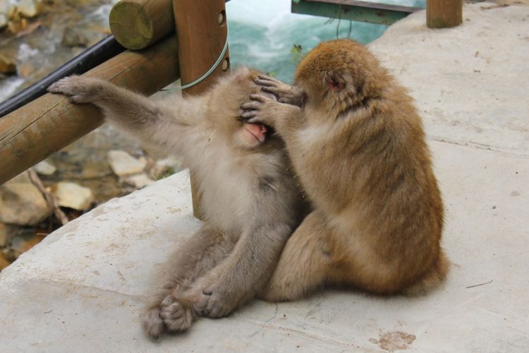 Interaksi anak monyet makaka di Jigokudani Monkey Park, Prefektur Nagano, Jepang. 