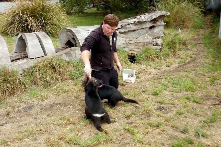 Chris, staf East Coast Nature World, sedang memberi makan dua ekor tasmanian devil penghuni tempat itu.