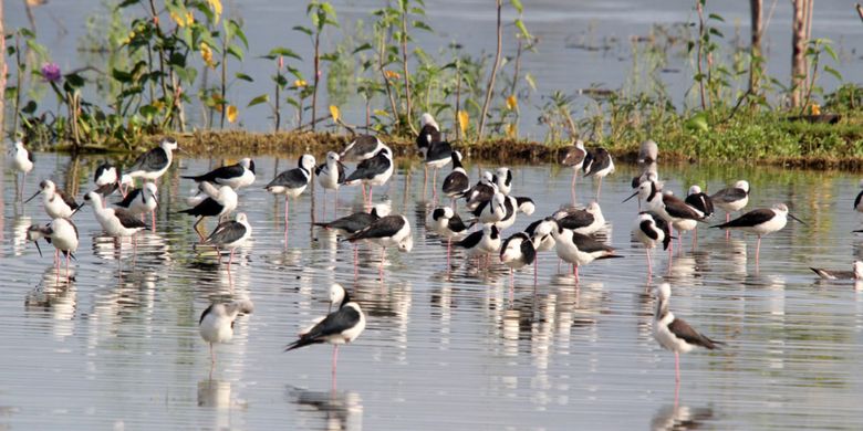 Sejumlah burung Gagang Bayam di Danau Limboto