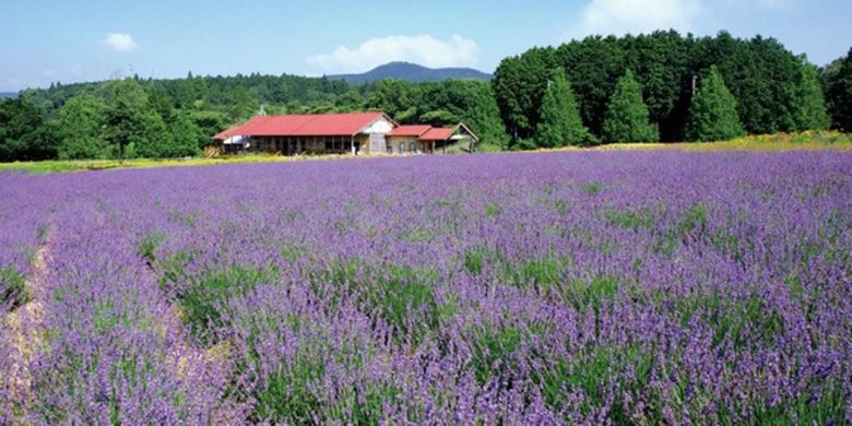 kebun lavender