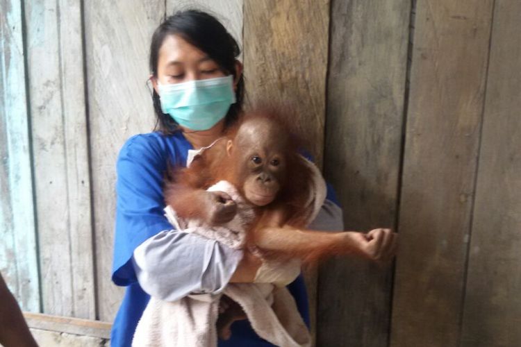 Bayi orangutan bernama Langkis digendong petugas rehabilitasi Nyaru, Menteng, Palangka Raya.