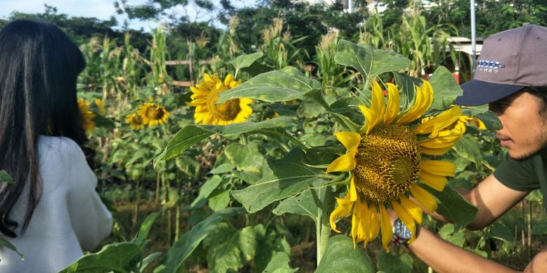Pengunjung mengabadikan foto di antara bunga matahari yang sedang bermekaran di Arumdalu Farm, Serpong, Tangerang, Banten.