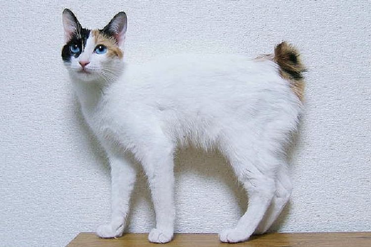 Japanese Bobtail, kucing dengan ekor kelinci.