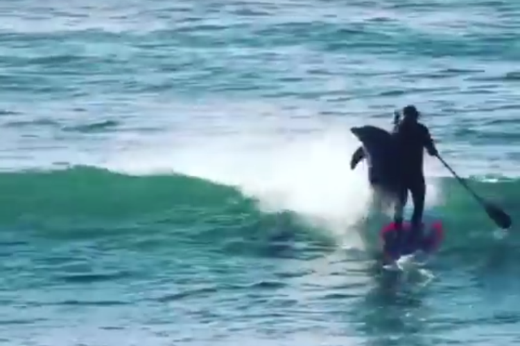 Lumba-lumba tabrak seorang peselancar dayung di laut Australia
