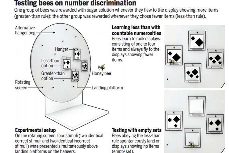 Tes yang digunakan lebah untuk memahami konsep nol