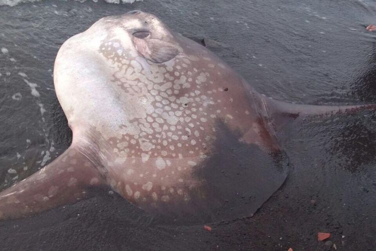 Ikan Mola terdampar di Buleleng, Bali