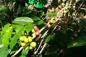 Bondowoso dan Cerita Produksi Kopi Arabica Java Ijen Raung