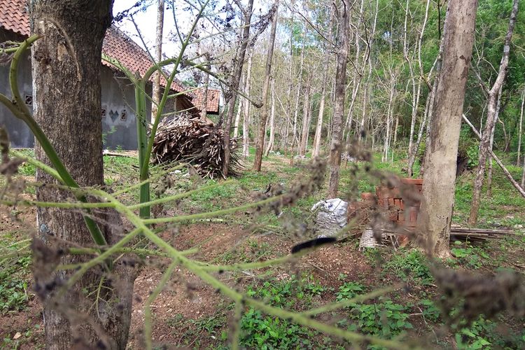 Tanaman kayu jati di kebun warga Desa Ngiriboyo di Magetan membuat ulat bulu jenis ulat jati menyerbu ke rumah warga di awal musim hujan setelah kemarau yang panjang.