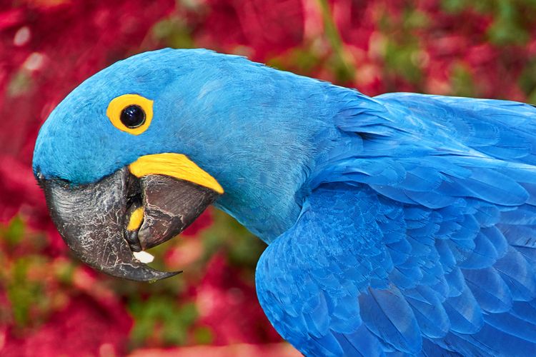 Ilustrasi Macaw Spix, bintang dalam film Rio yang sudah punah di alam liar.