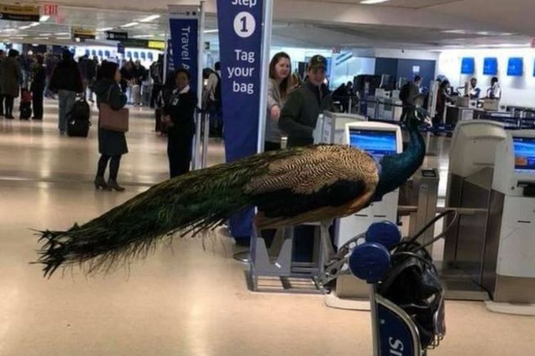
Seekor burung merak bertengger di pegangan troli pengangkut koper di bandara Newark, New Jersey sementara pemiliknya tengah berusaha mendapat izin untuk membawa hewan itu ke kabin penumpang.