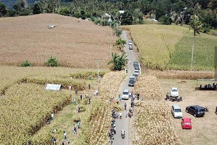 Ladang jagung yang disiapkan Pemerintah Provinsi Gorontalo untuk dijadikan lokasi panen raya.