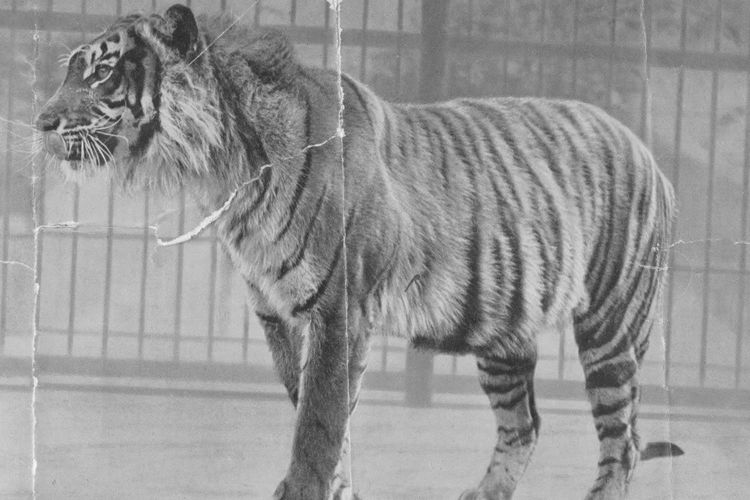 Foto harimau Jawa di London Zoo, dibuat sekitar tahun 1942, naun tidak diketahui siapa yang memoretnya