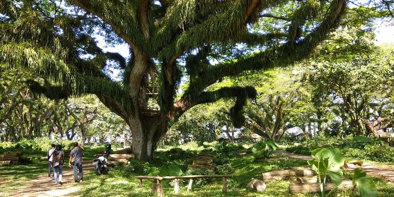 Wisatawan berada di Hutan De Jawatan yang terletak di Desa Benculuk, Kecamatan Cluring, Kabupaten Banyuwangi, Jawa Timur atat sekitar 45 kilometer dari pusat kota Banyuwangi. 