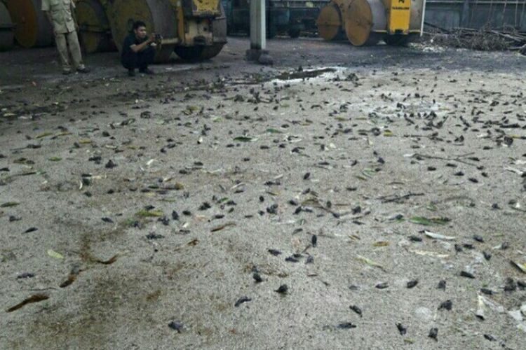 Ribuan burung pipit di Kota Amlapura, Karangasem, mati di halaman kantor pekerjaan Umum dan Penataan Ruang (PUPR) setempat, Senin (25/9/2017). 