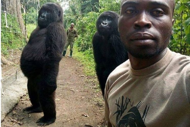Beginilah gaya dua gorila ini bersama seorang penjaga taman nasional Virunga, RD Kongo.
