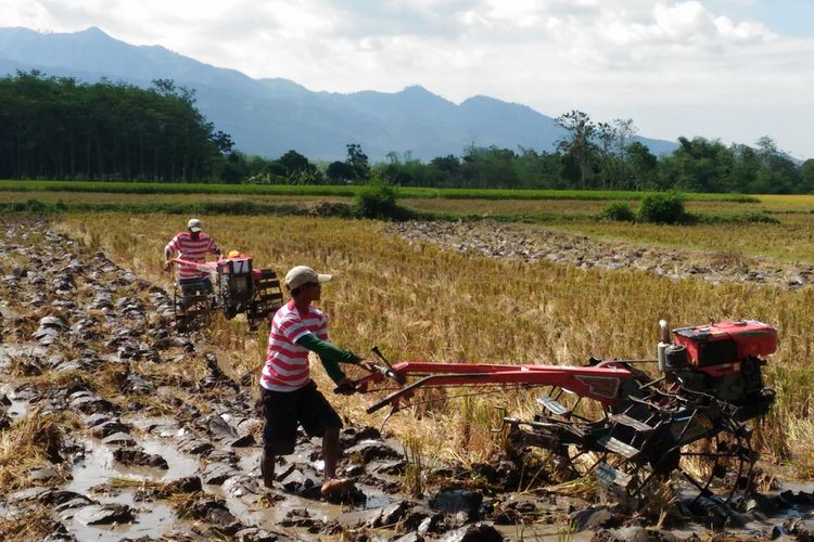 Kabupaten Bondowoso, Jawa Timur, memiliki komoditas andalan pertanian yaitu kopi Arabica Java Ijen Raung dan padi organik.