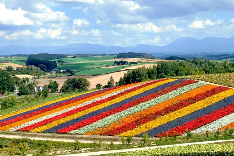 Perbukitan indah shikisai no oka di Furano, Hokkaido. (PHOTO-AC/芝芝)