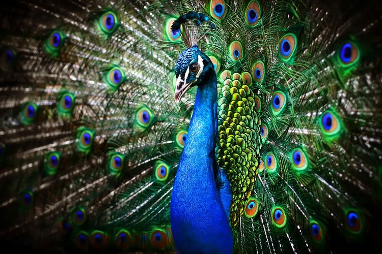 Mabuk Saat Belanja Online Pria Di China Pesan Burung Merak Dan