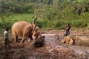 Terjebak di Lumpur, Gajah Winggo Baru Bisa Diselamatkan 8 Jam Kemudian